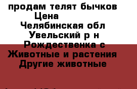 продам телят бычков › Цена ­ 18 000 - Челябинская обл., Увельский р-н, Рождественка с. Животные и растения » Другие животные   